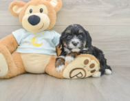 7 week old Mini Bernedoodle Puppy For Sale - Florida Fur Babies