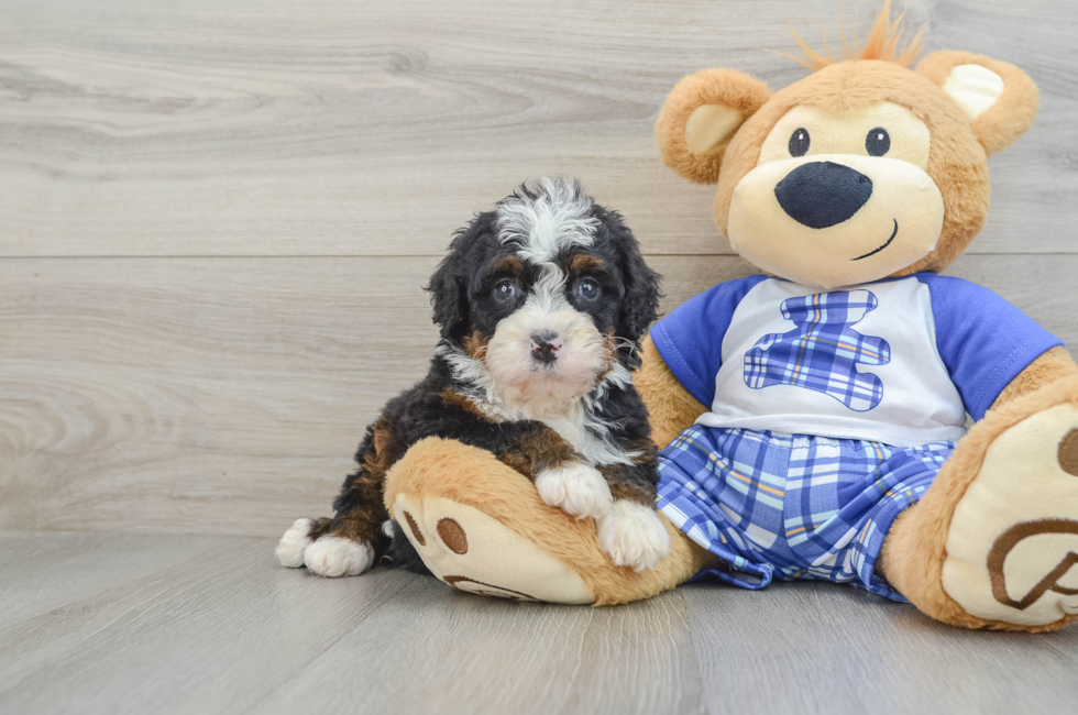 5 week old Mini Bernedoodle Puppy For Sale - Florida Fur Babies