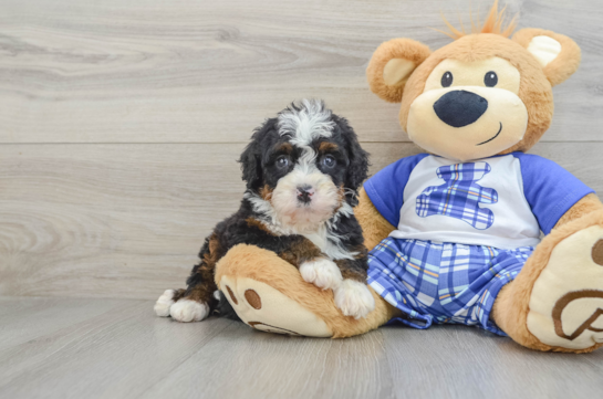 Happy Mini Bernedoodle Baby