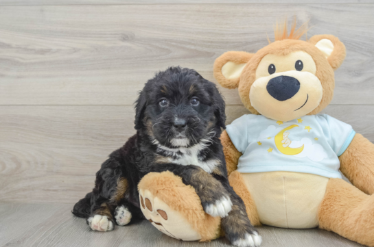 Funny Mini Bernedoodle Poodle Mix Pup