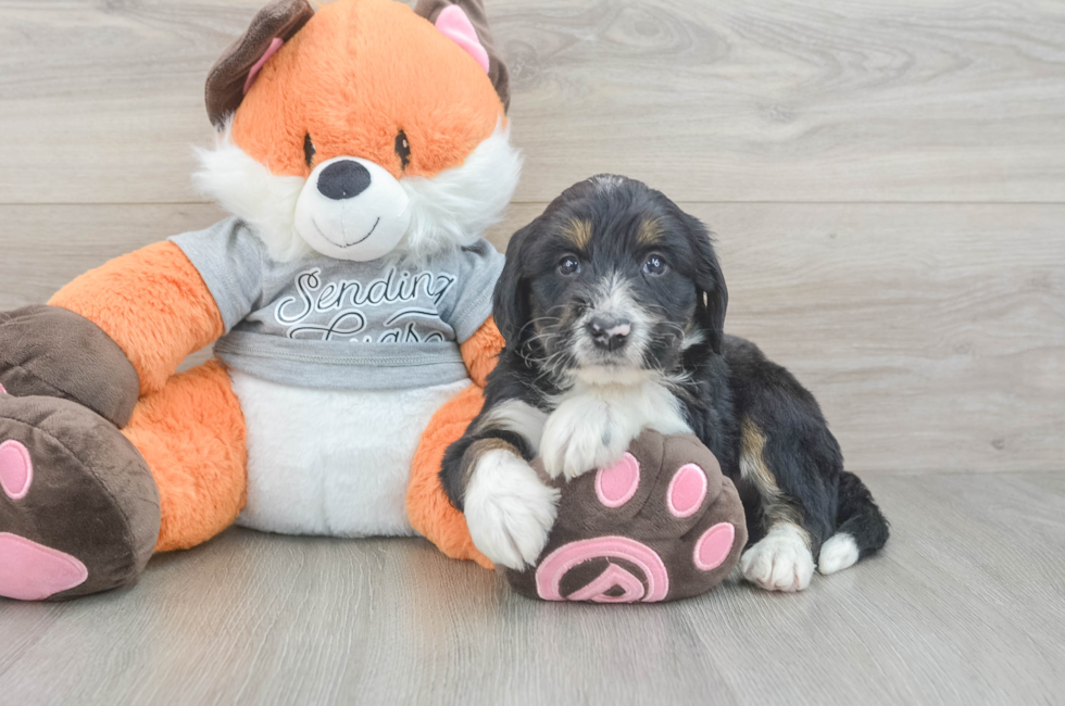 5 week old Mini Bernedoodle Puppy For Sale - Florida Fur Babies