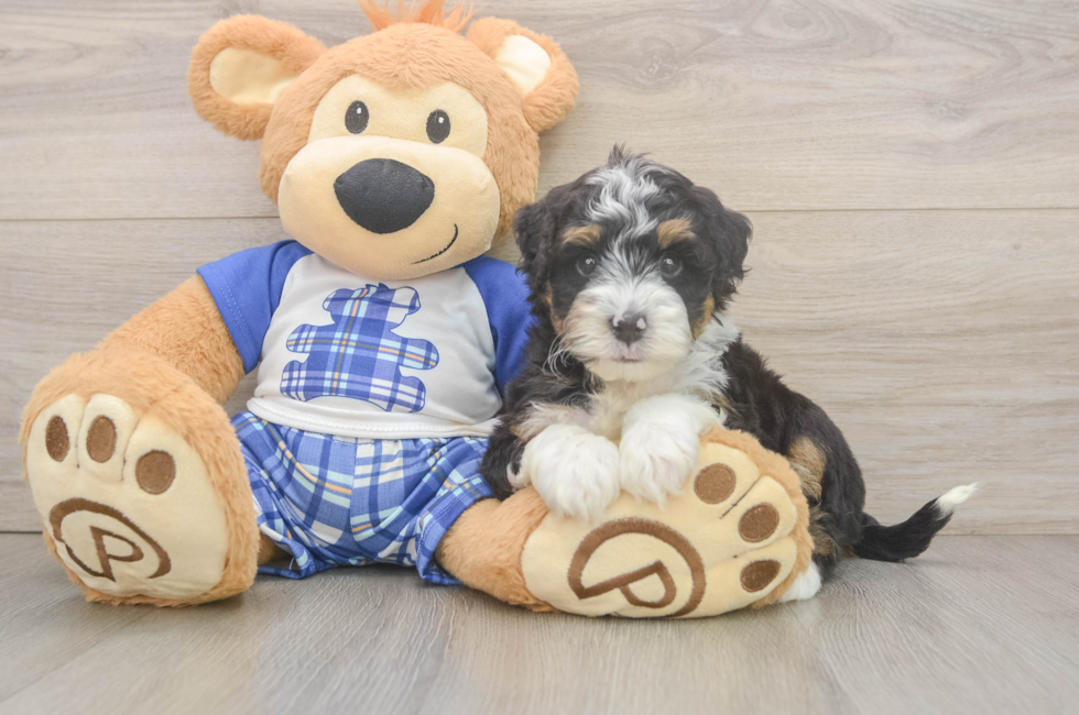 6 week old Mini Bernedoodle Puppy For Sale - Florida Fur Babies