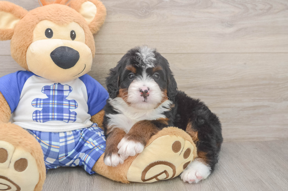 5 week old Mini Bernedoodle Puppy For Sale - Florida Fur Babies