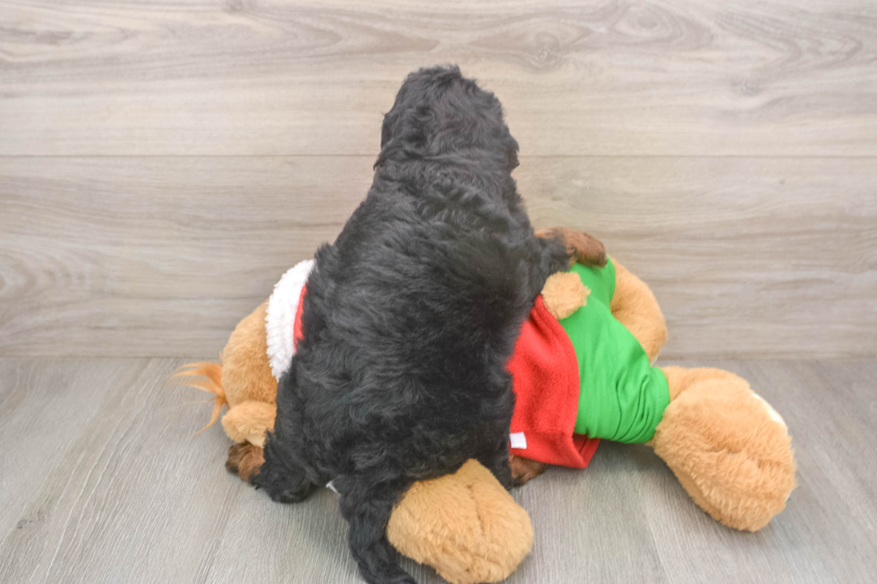 Funny Mini Bernedoodle Poodle Mix Pup