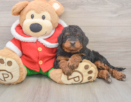 6 week old Mini Bernedoodle Puppy For Sale - Florida Fur Babies