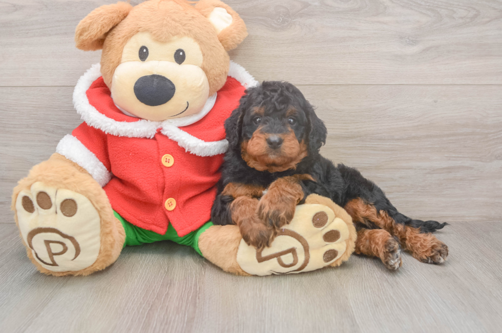 6 week old Mini Bernedoodle Puppy For Sale - Florida Fur Babies