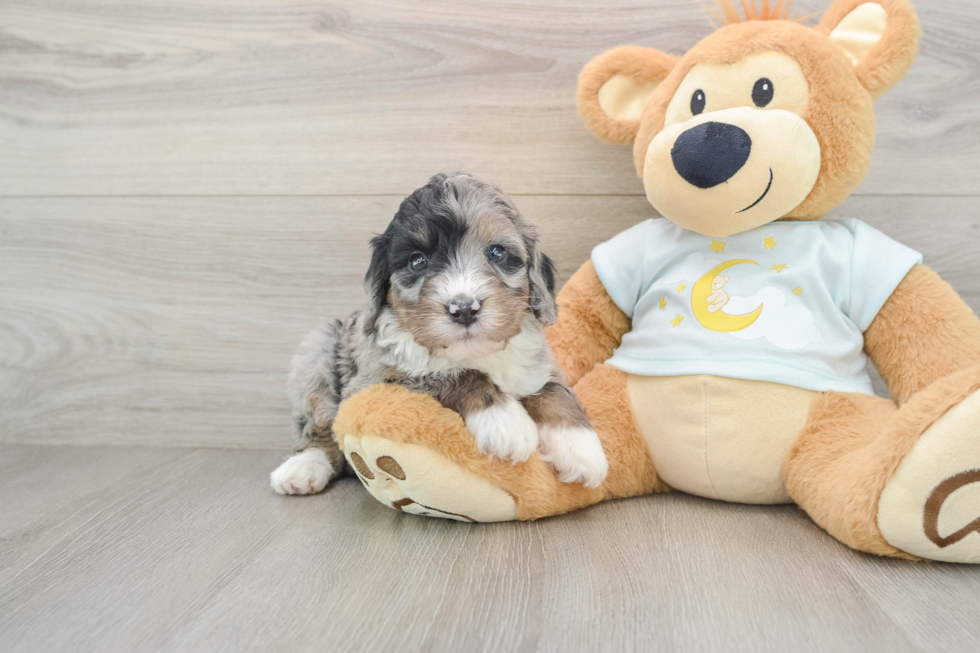 Adorable Bernadoodle Poodle Mix Puppy