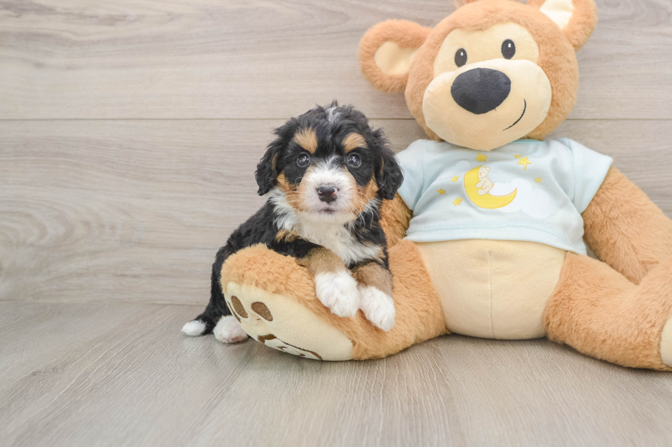 Best Mini Bernedoodle Baby