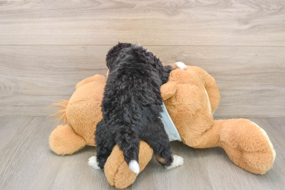 Best Mini Bernedoodle Baby