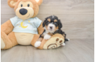 Adorable Mini Bernesedoodle Poodle Mix Puppy