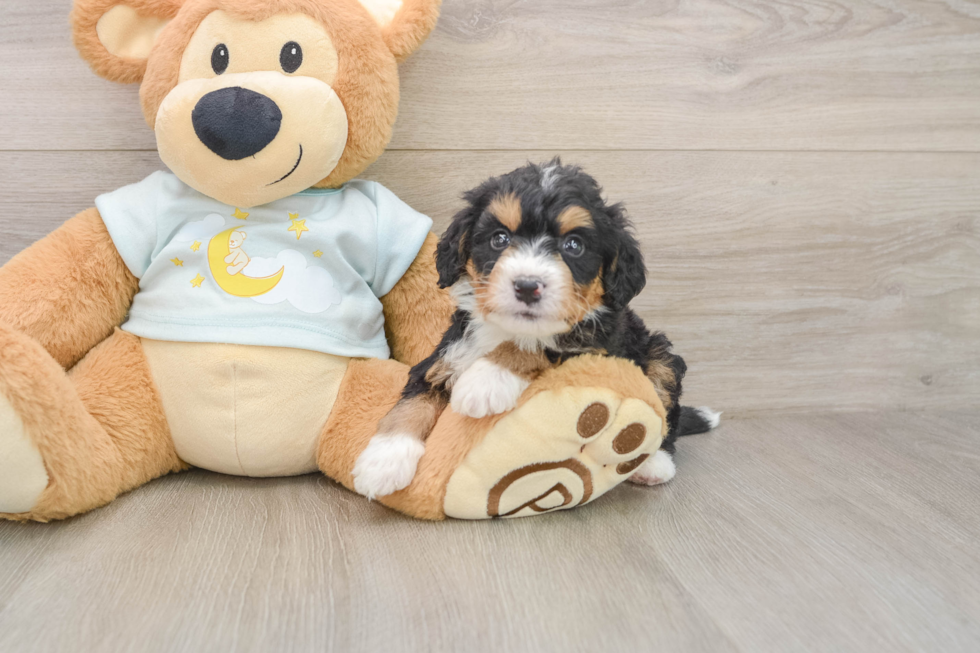 Adorable Mini Bernesedoodle Poodle Mix Puppy