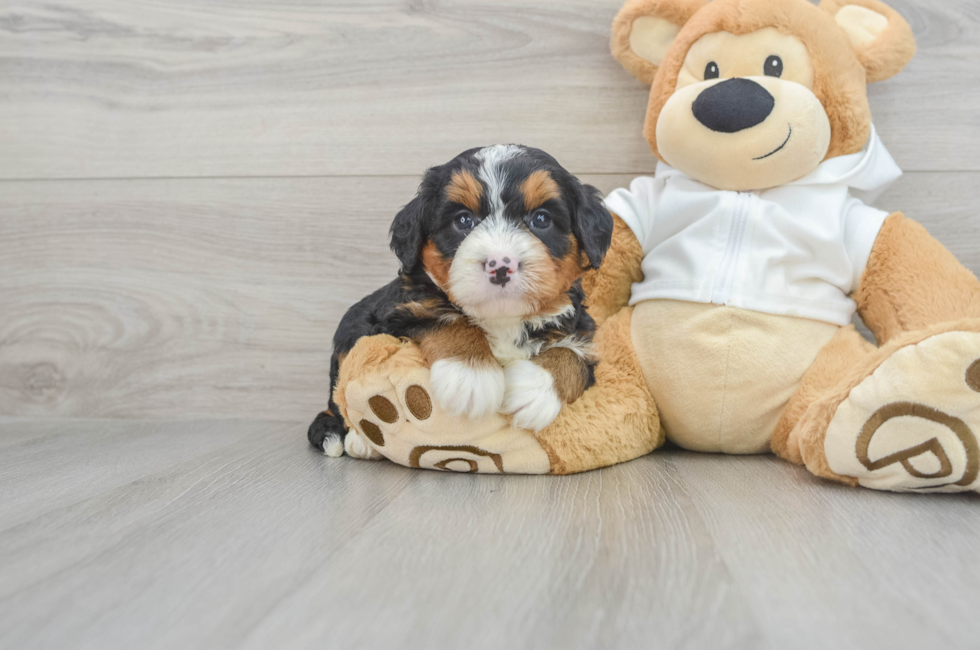 6 week old Mini Bernedoodle Puppy For Sale - Florida Fur Babies