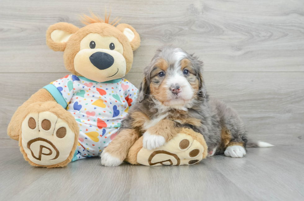 6 week old Mini Bernedoodle Puppy For Sale - Florida Fur Babies