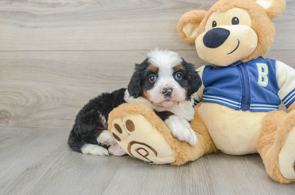 5 week old Mini Bernedoodle Puppy For Sale - Florida Fur Babies