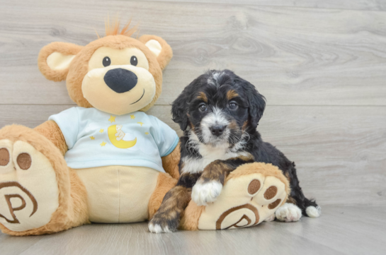 Hypoallergenic Mini Bernepoo Poodle Mix Puppy