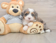 5 week old Mini Bernedoodle Puppy For Sale - Florida Fur Babies