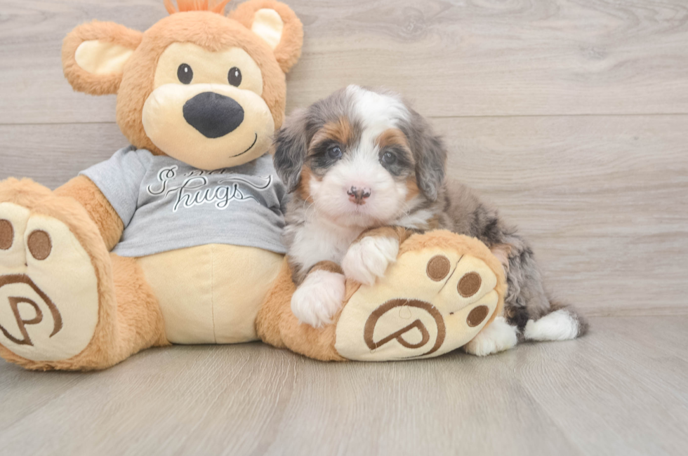 5 week old Mini Bernedoodle Puppy For Sale - Florida Fur Babies