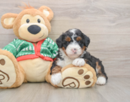 6 week old Mini Bernedoodle Puppy For Sale - Florida Fur Babies