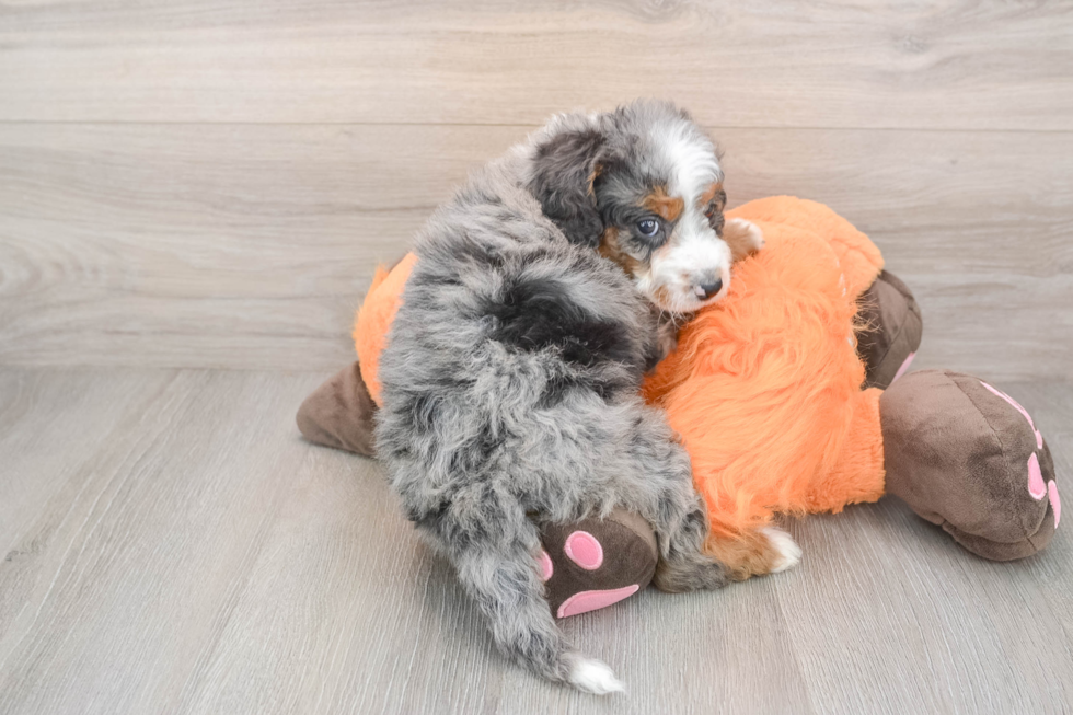 Happy Mini Bernedoodle Baby