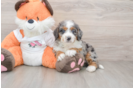Fluffy Mini Bernedoodle Poodle Mix Pup