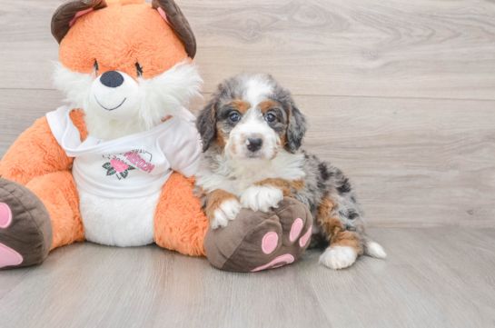 Fluffy Mini Bernedoodle Poodle Mix Pup