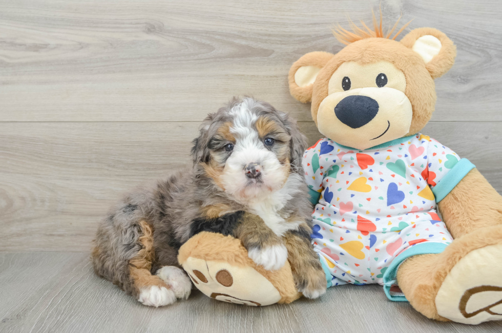 6 week old Mini Bernedoodle Puppy For Sale - Florida Fur Babies