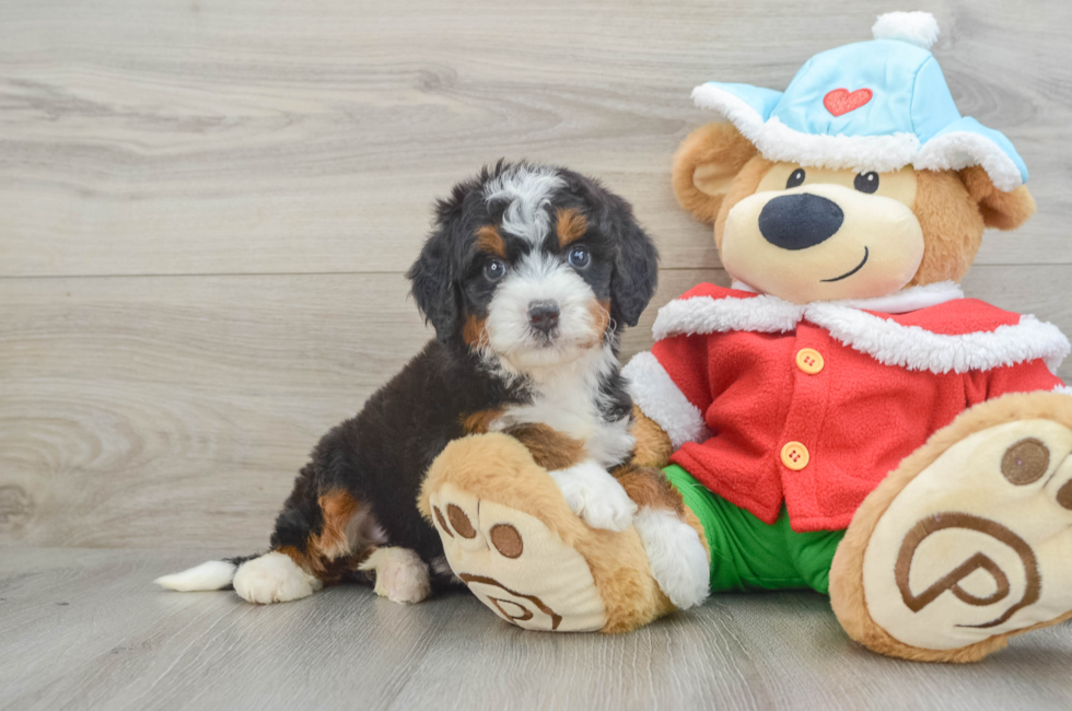 5 week old Mini Bernedoodle Puppy For Sale - Florida Fur Babies