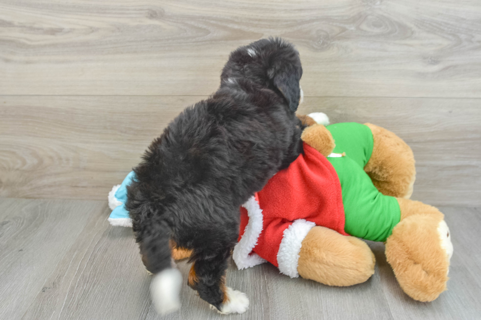 Adorable Mini Bernesepoo Poodle Mix Puppy