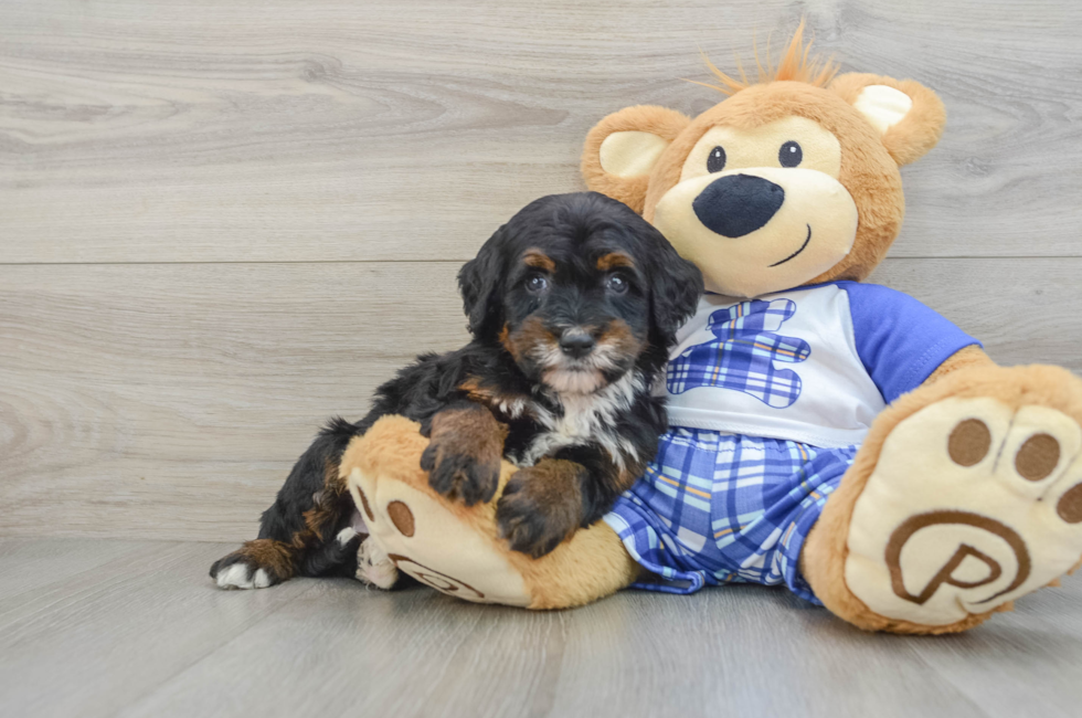 5 week old Mini Bernedoodle Puppy For Sale - Florida Fur Babies