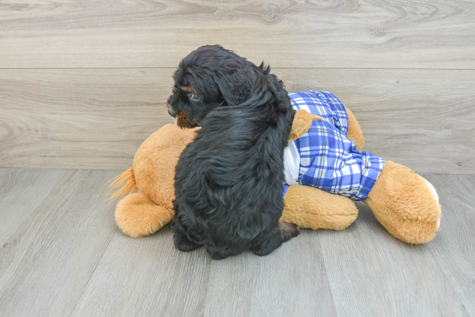 Best Mini Bernedoodle Baby