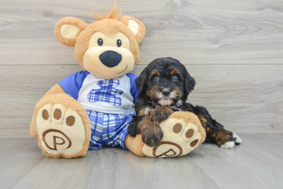 Mini Bernedoodle Puppy for Adoption