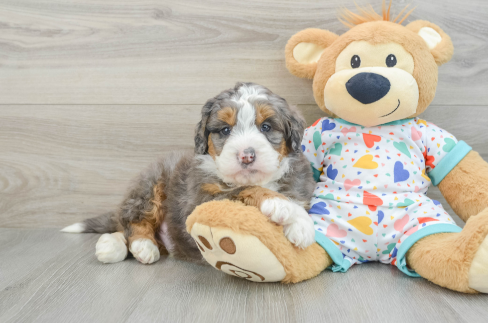 6 week old Mini Bernedoodle Puppy For Sale - Florida Fur Babies