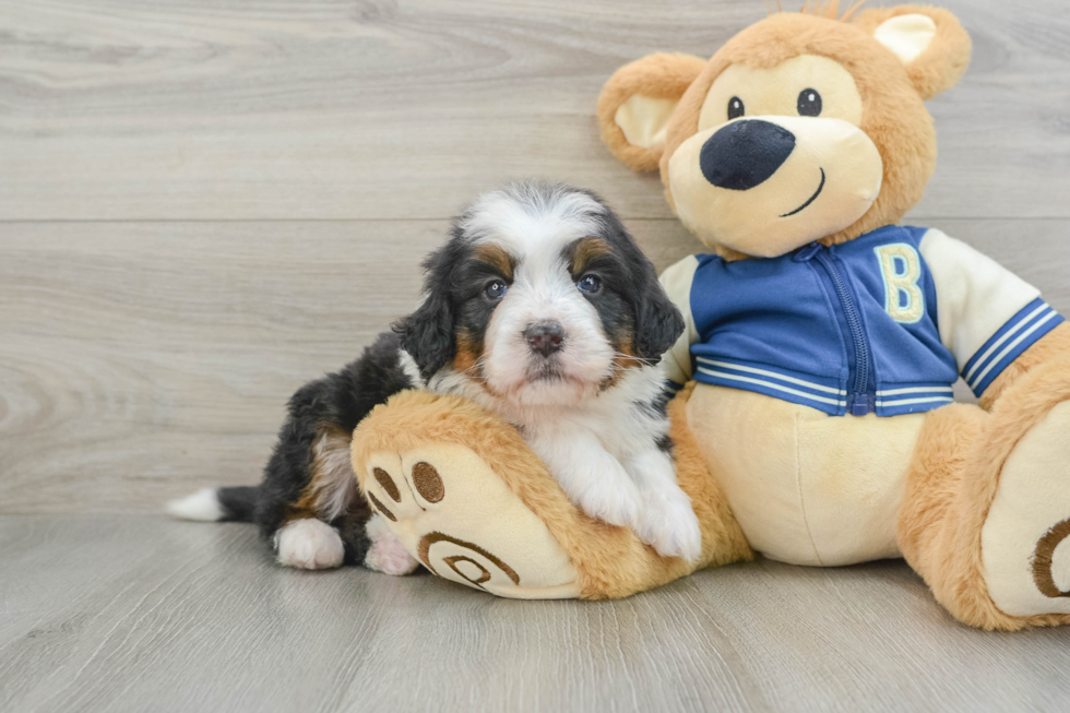 Mini Bernedoodle Puppy for Adoption