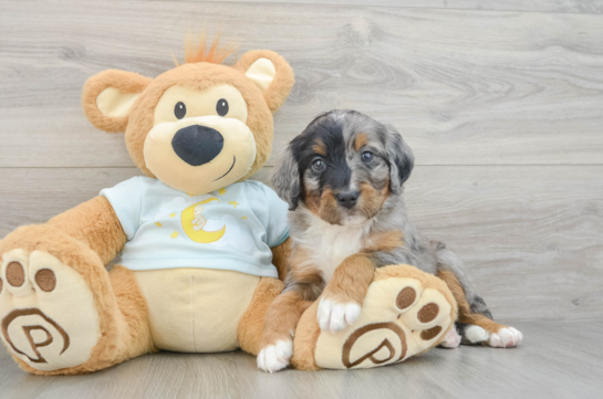 Friendly Mini Bernedoodle Baby