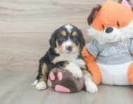 7 week old Mini Bernedoodle Puppy For Sale - Florida Fur Babies