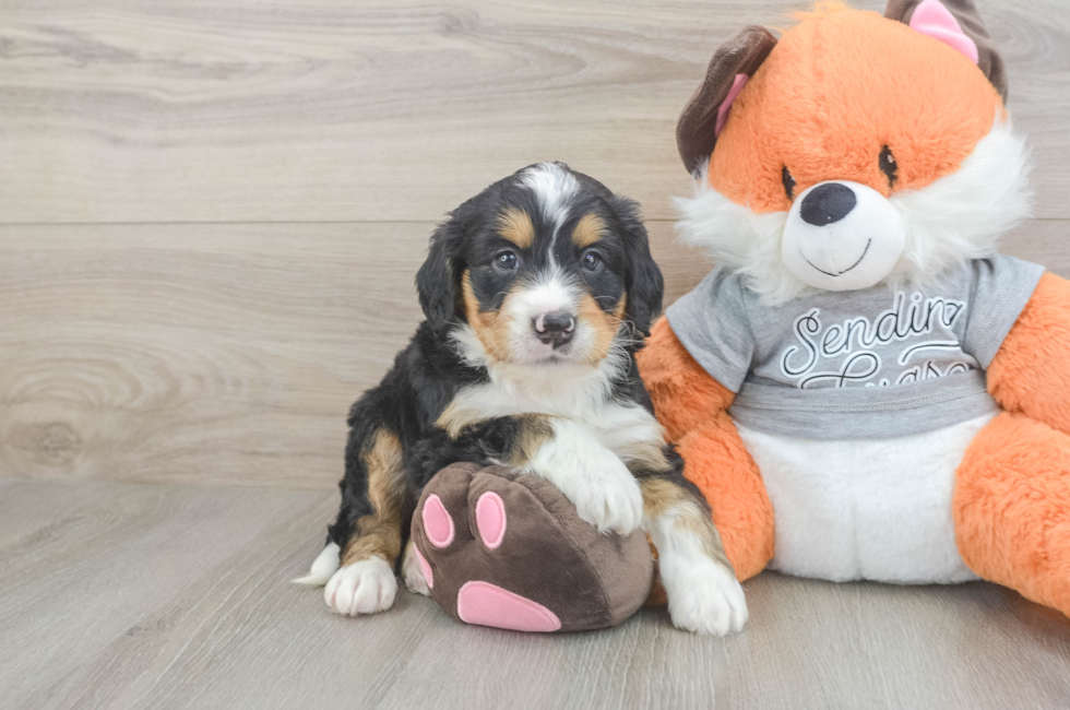 5 week old Mini Bernedoodle Puppy For Sale - Florida Fur Babies