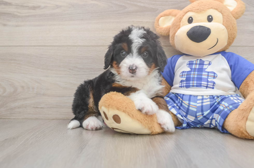 5 week old Mini Bernedoodle Puppy For Sale - Florida Fur Babies