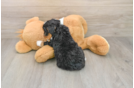 Mini Bernedoodle Pup Being Cute