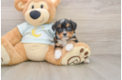 Mini Bernedoodle Pup Being Cute