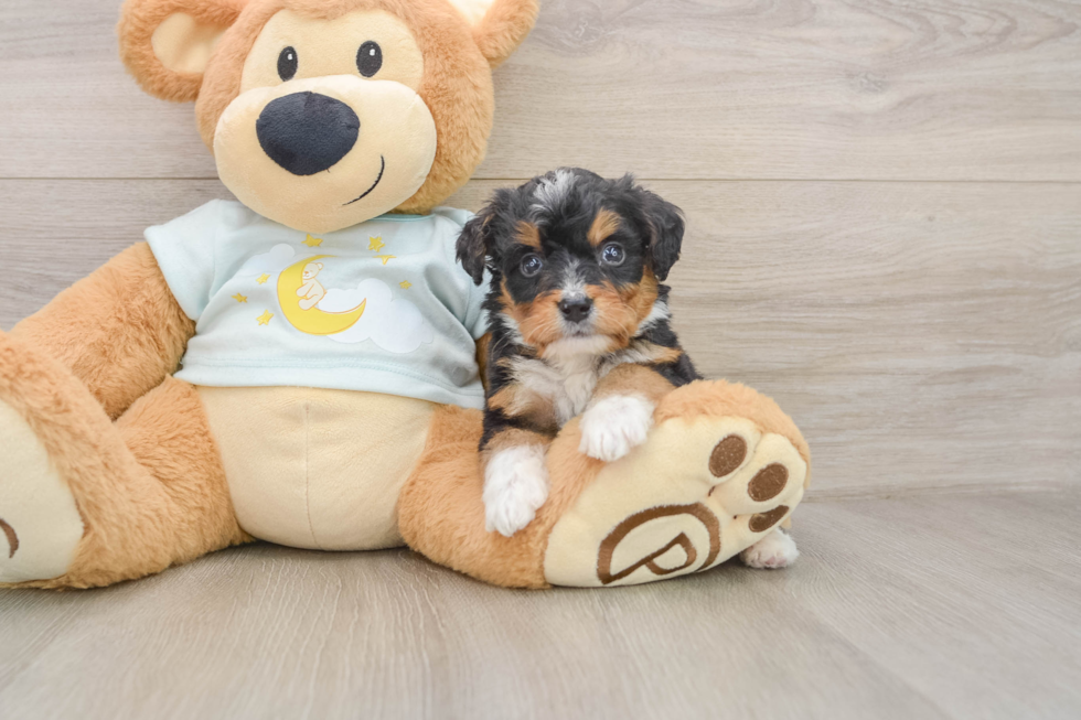 Mini Bernedoodle Pup Being Cute