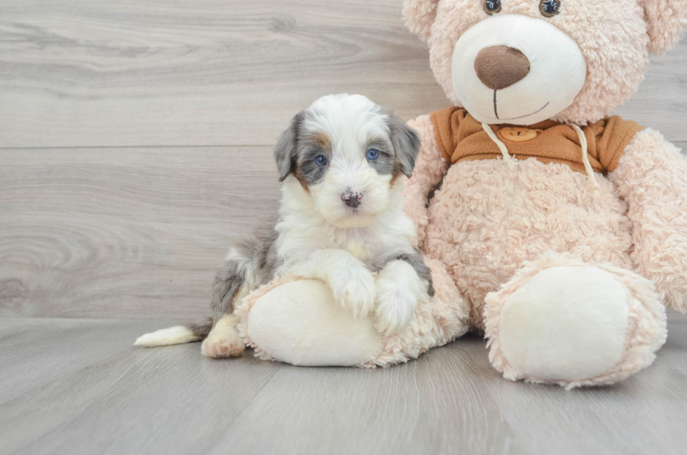 9 week old Mini Bernedoodle Puppy For Sale - Florida Fur Babies