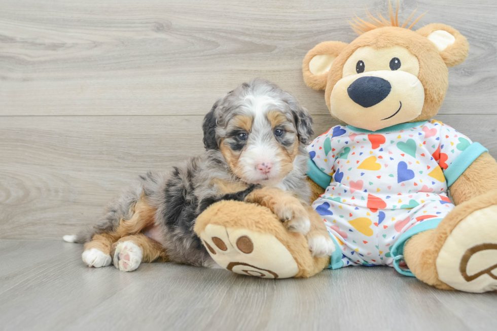 Playful Mini Bernese Poodle Poodle Mix Puppy