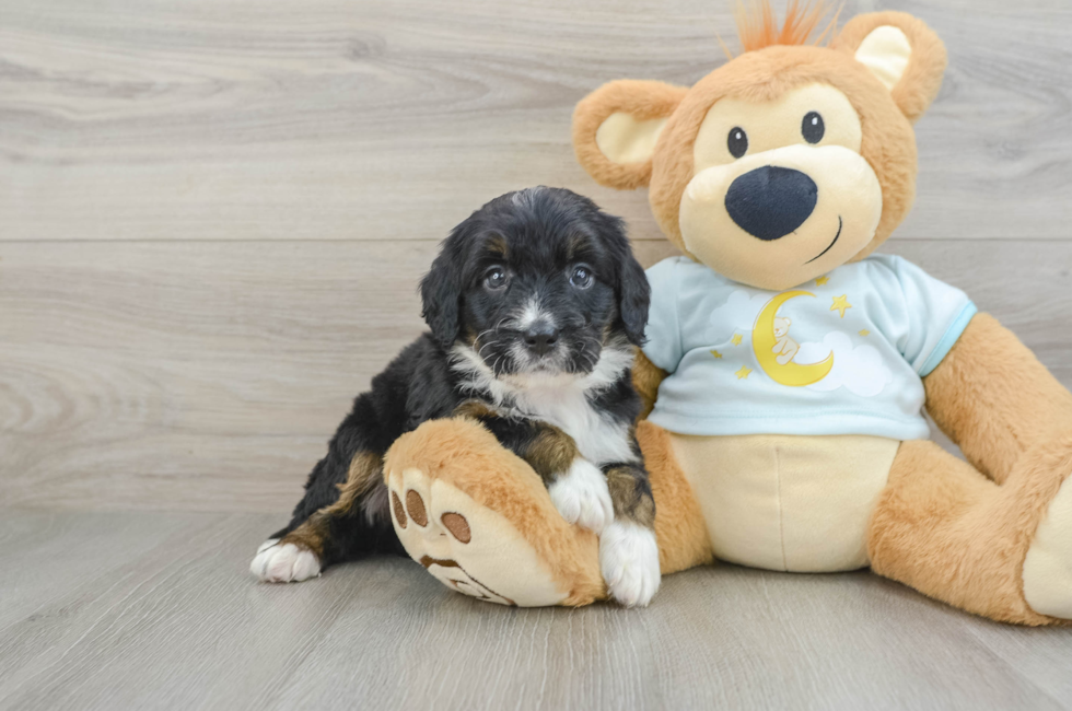 5 week old Mini Bernedoodle Puppy For Sale - Florida Fur Babies