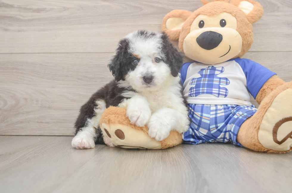 6 week old Mini Bernedoodle Puppy For Sale - Florida Fur Babies
