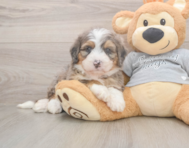 5 week old Mini Bernedoodle Puppy For Sale - Florida Fur Babies