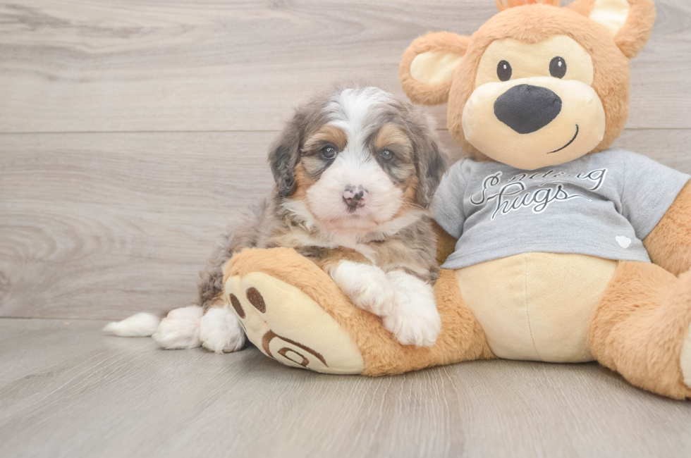 5 week old Mini Bernedoodle Puppy For Sale - Florida Fur Babies