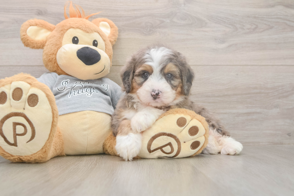 Best Mini Bernedoodle Baby