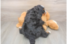 Popular Mini Bernedoodle Poodle Mix Pup