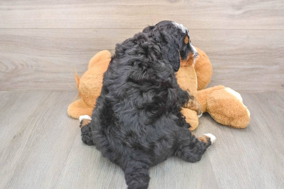 Popular Mini Bernedoodle Poodle Mix Pup