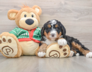 7 week old Mini Bernedoodle Puppy For Sale - Florida Fur Babies